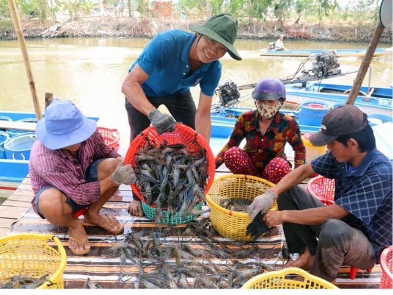 chon-thoi-diem-thu-hoach-theo-khuyen-cao-cua-chuyen-gia